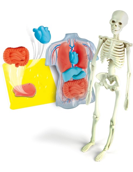 Clementoni Scienza e Gioco Anatomia Scheletro e Organi